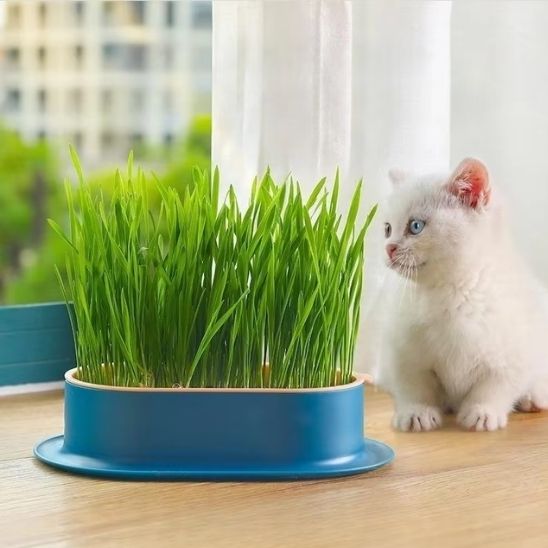 Germoir CatNipDesign ™ | Germoir herbe à chat
