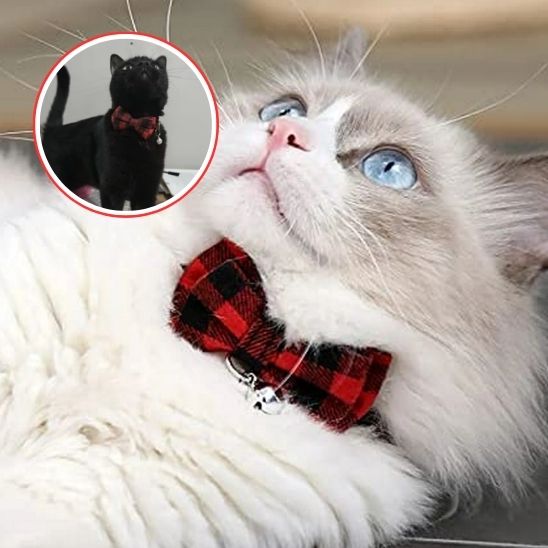 Collier Papillon Purrrrfect