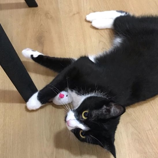 jouet-pour-chat-souris