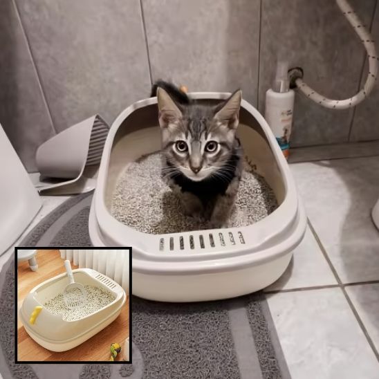litiere-pour-chat