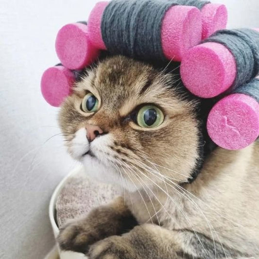 Déguisement pour chat | Bigoudis Fun