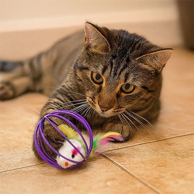 Jouet pour Chat | ChaseMouse